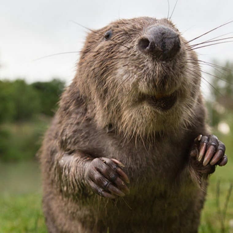 Бобер смешной
