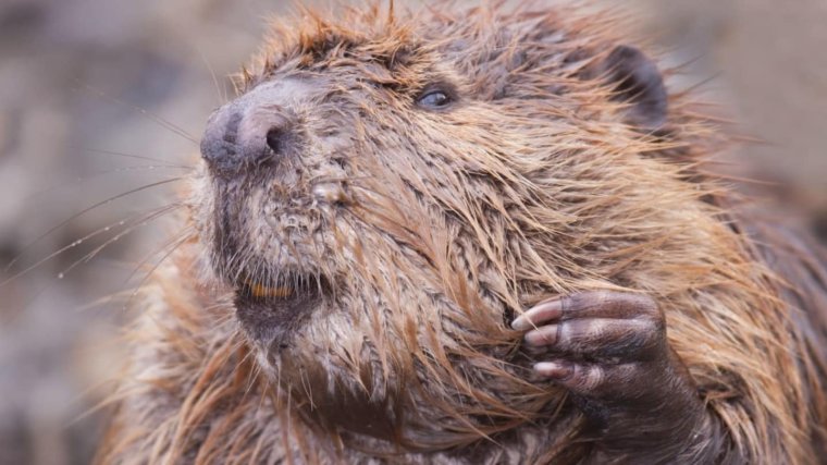 Суслик с зубами