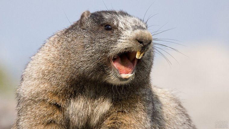 Орущий сурок