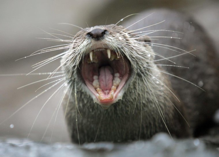 Орущий бобер