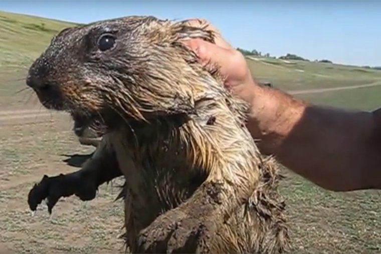 Сурок Мензбира