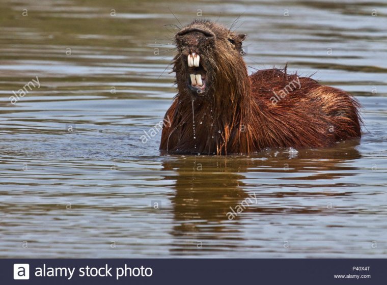Медведь кричит из кустов