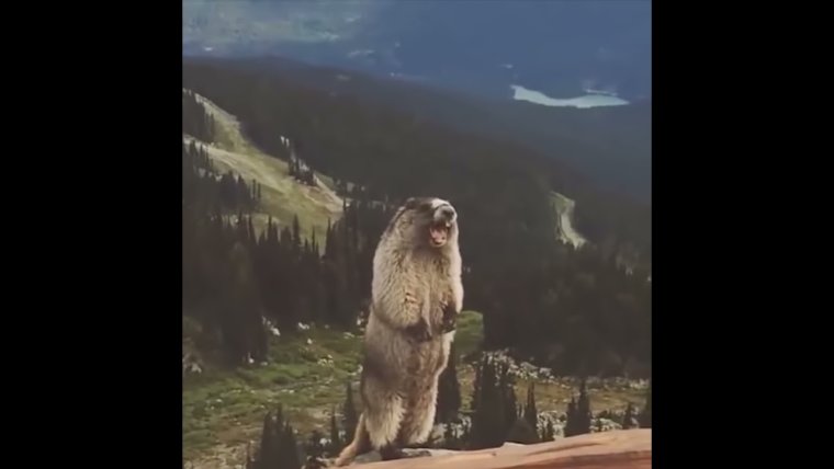 Забавные бобры