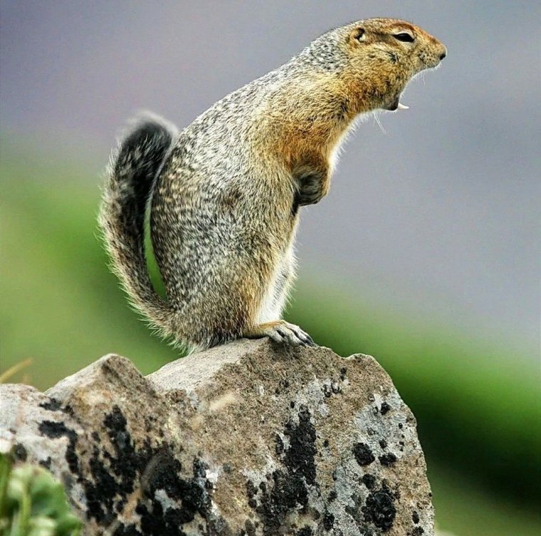 Суслик с зубами