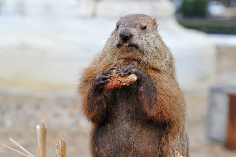 Сурок проснулся