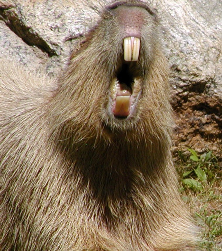 Удивлённая выдра