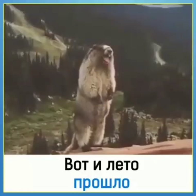 Орущий бобер