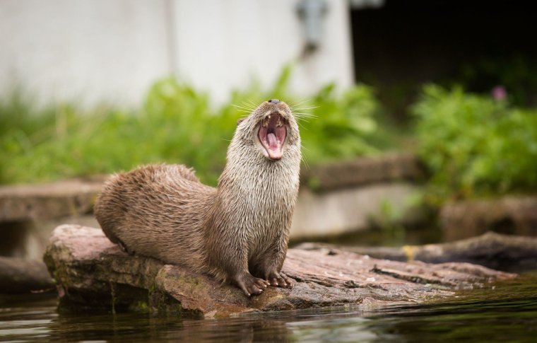 Морда бобра