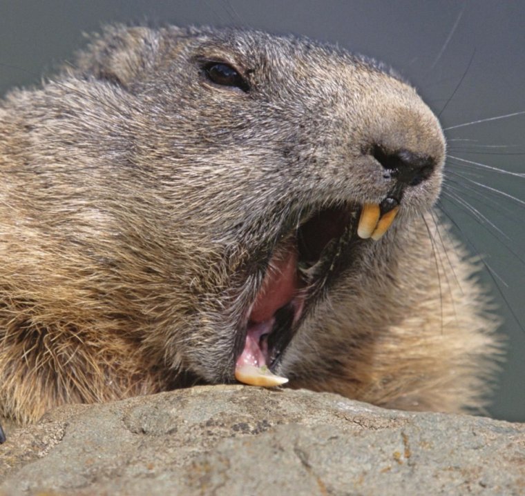 Прикольный бобер