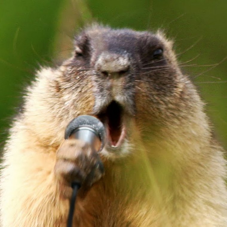 Капибара и суслик