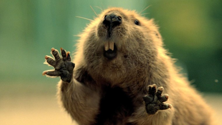 Бобер в горах