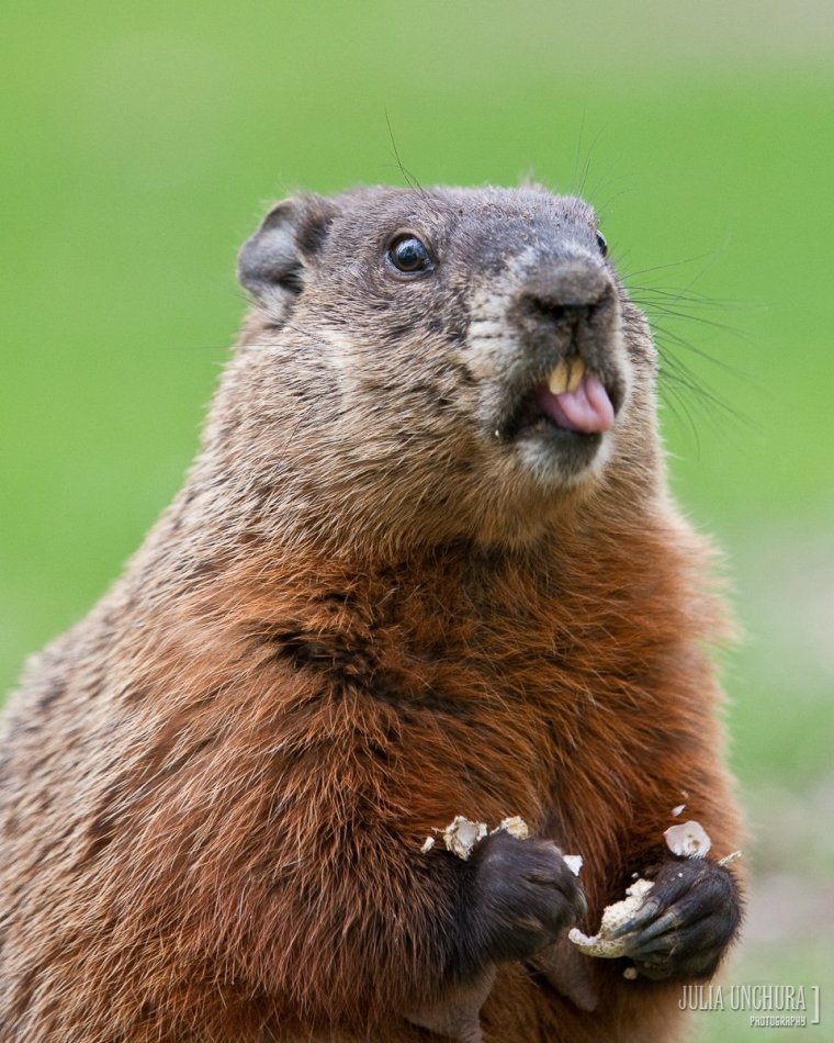 Суслик в горах