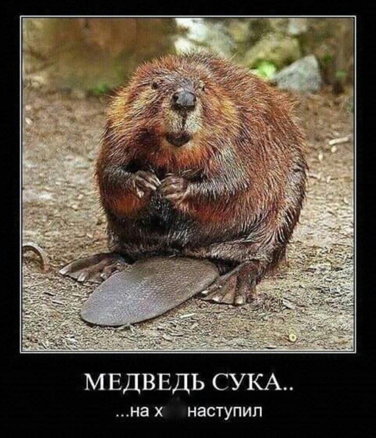 Суслик фото