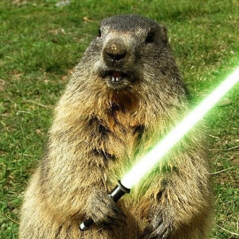 Веселая выдра