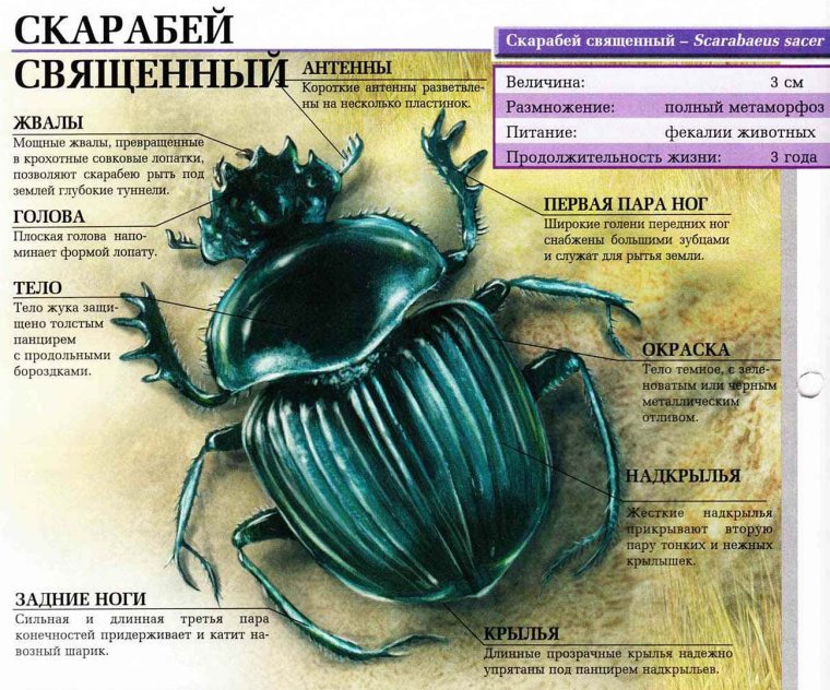 Строение тела жука скарабея