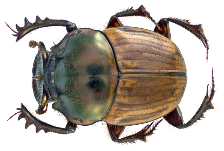 Onthophagus bifasciatus