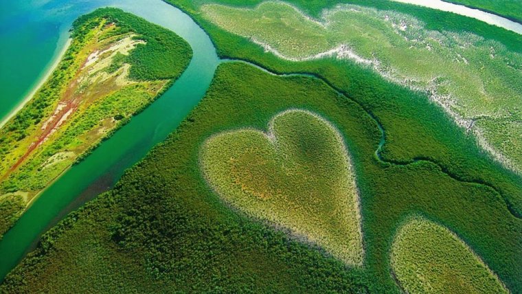 Мангровый лес в новой Каледонии