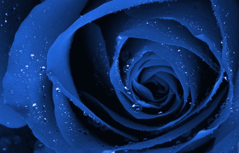 Голубая роза с каплями росы
