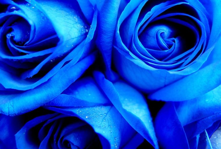 Синяя роза