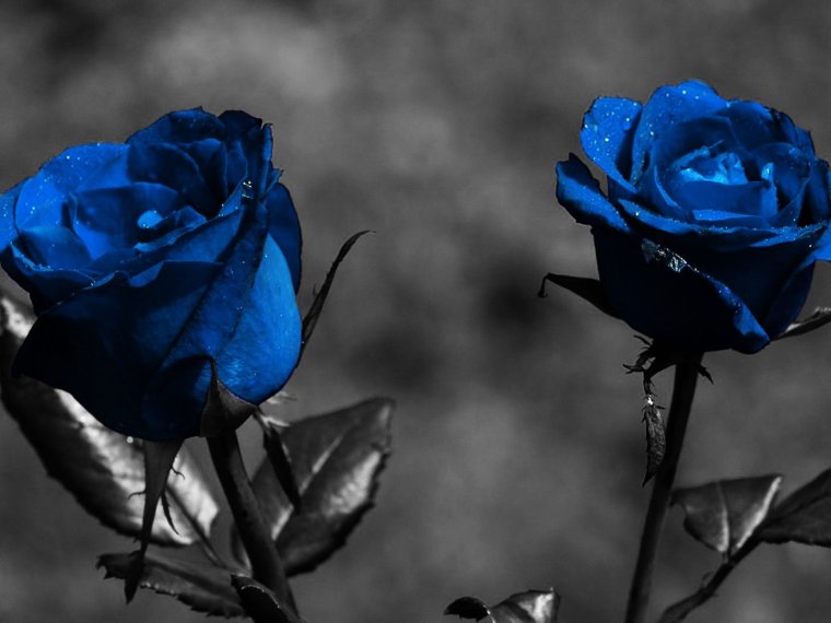 Черная роза