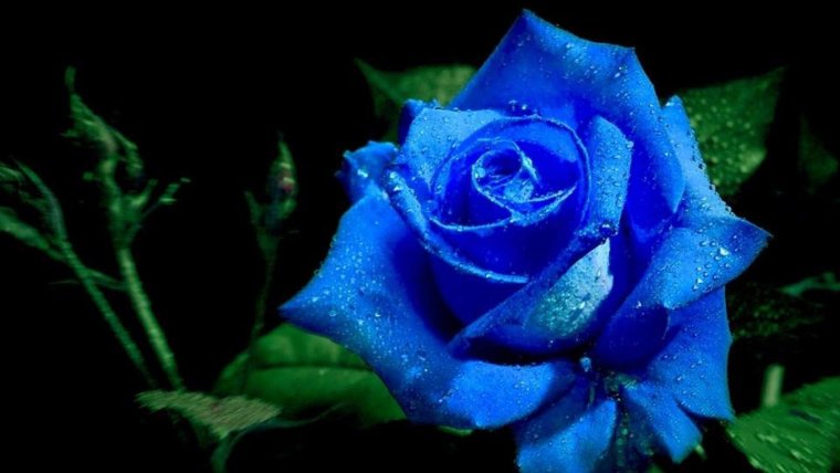 Роза голубая