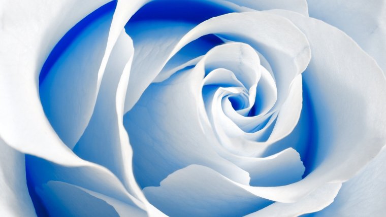 Белые цветы на голубом фоне