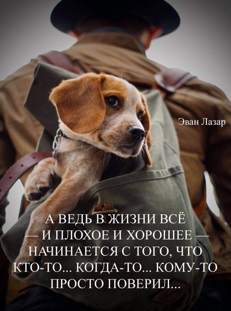 Эван Лазар цитаты в картинках юмор