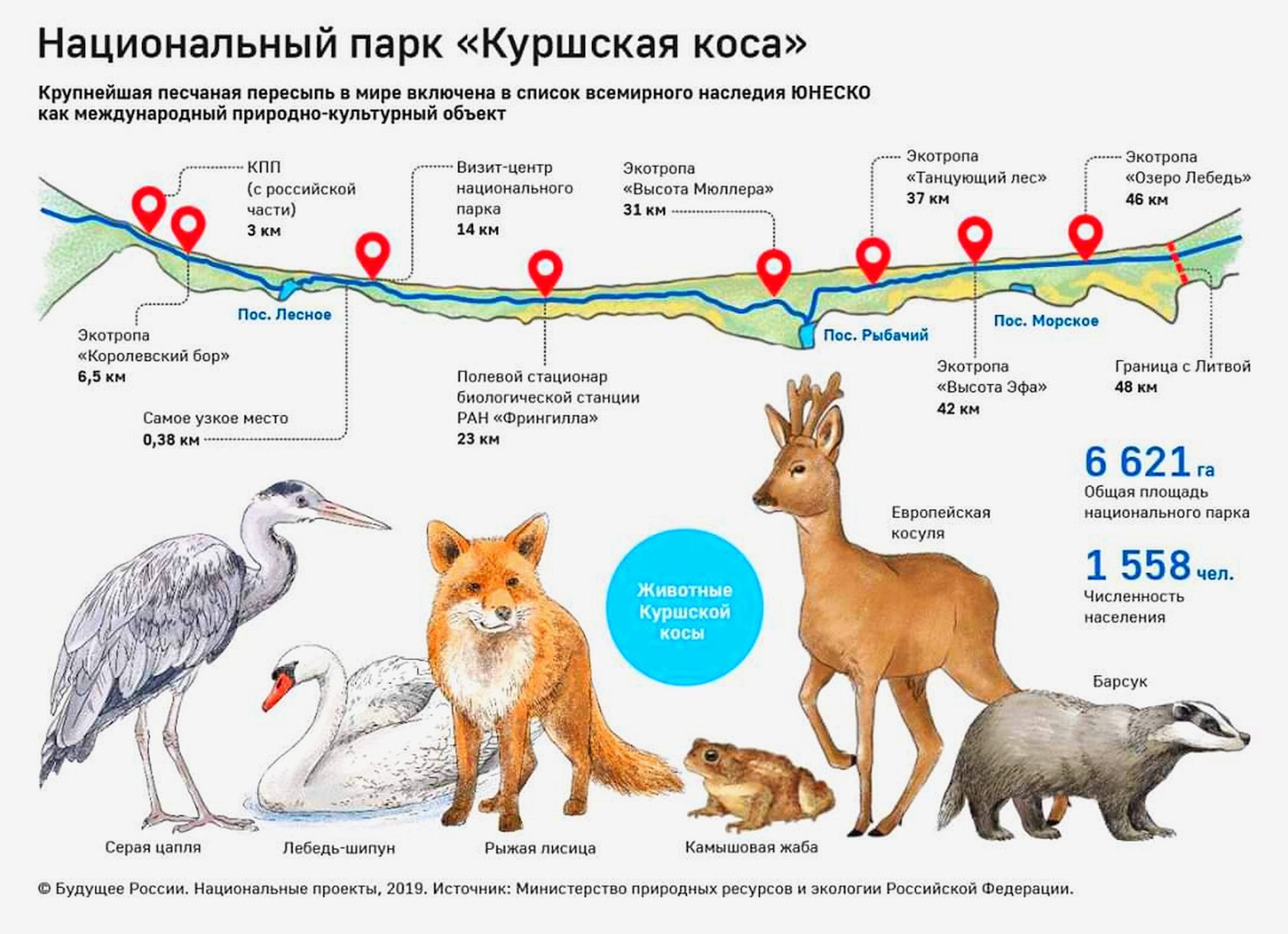 Птицы Куршской Косы Фото С Названиями