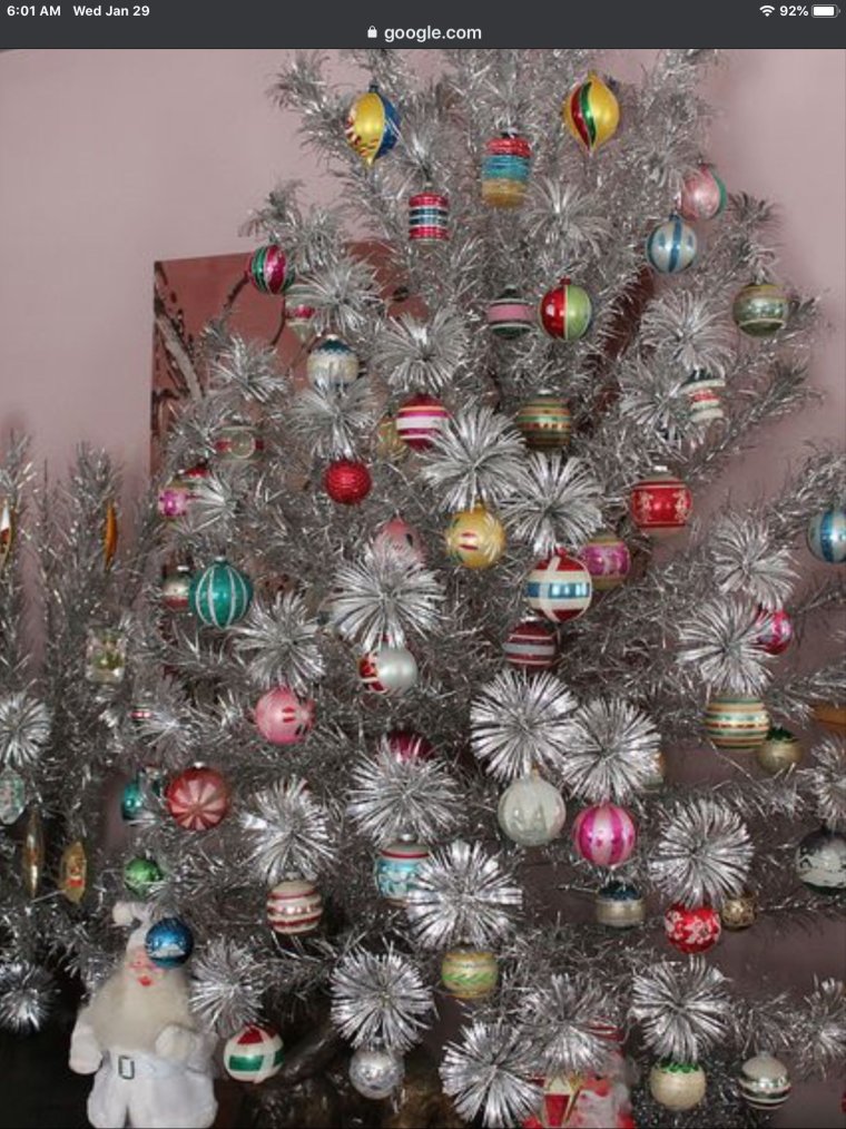 Елка серебристая