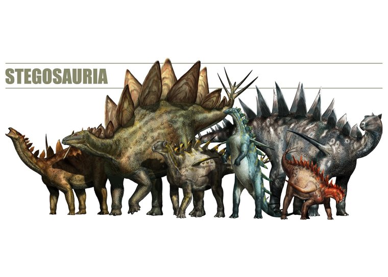 Стегозавры (инфраотряд)
