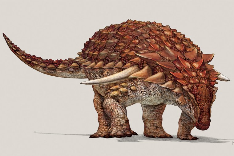 Анкилозавр броня