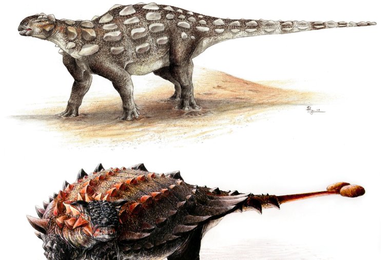 Булава Анкилозавра