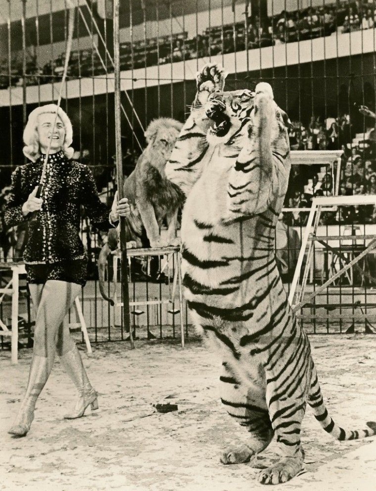 Tiger Vintage цирк