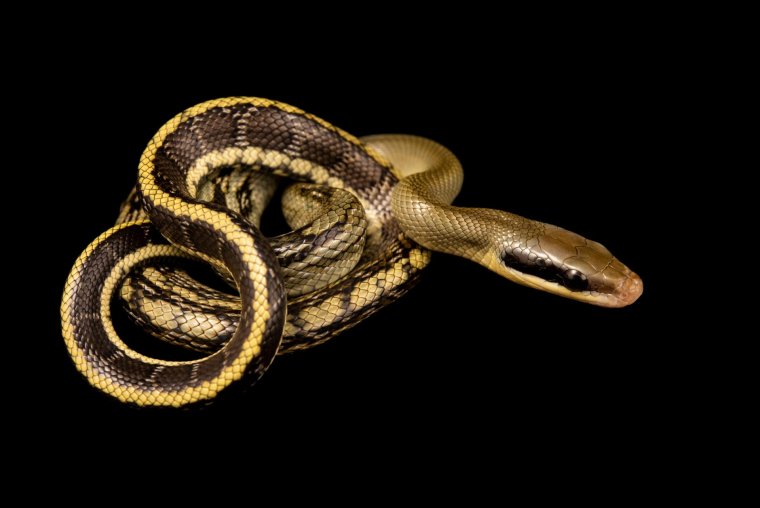 Orthriophis taeniurus