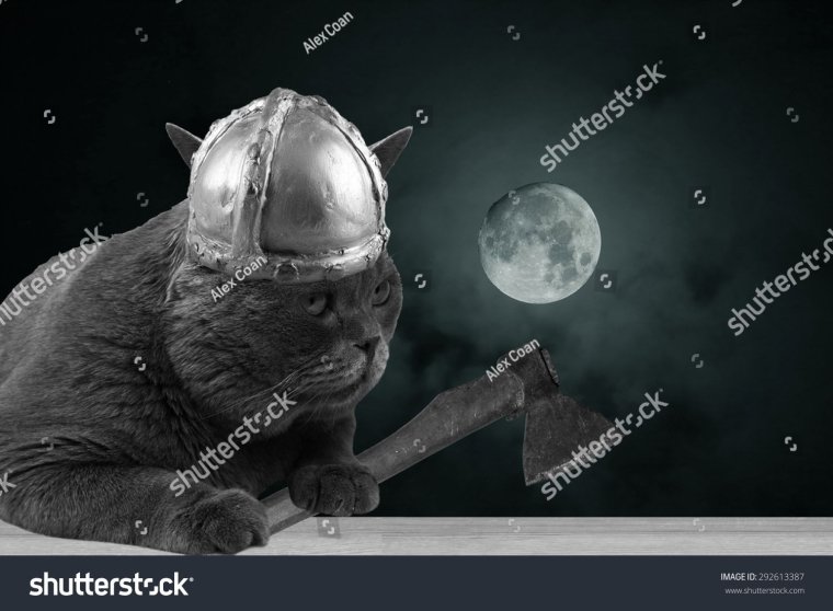 Кот викинг