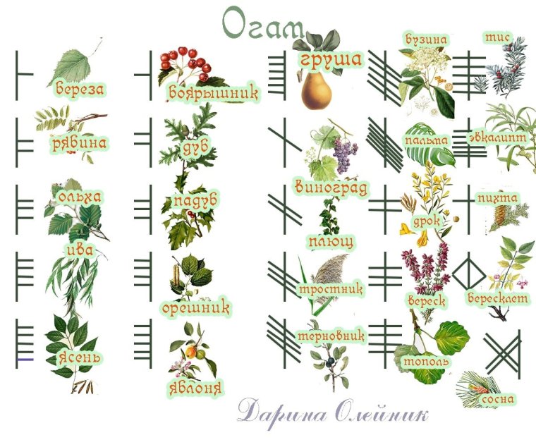 Кельтский алфавит деревья