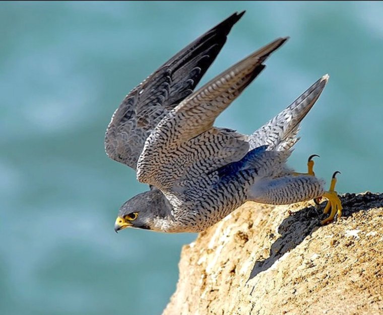 Сокол Сапсан