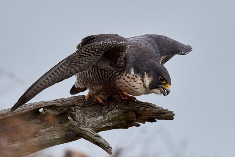 Сапсан хищная птица