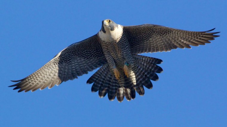 Сапсан птица скорость полета