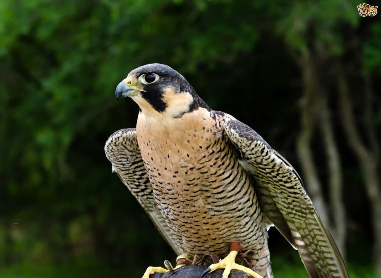 Перегрин птица