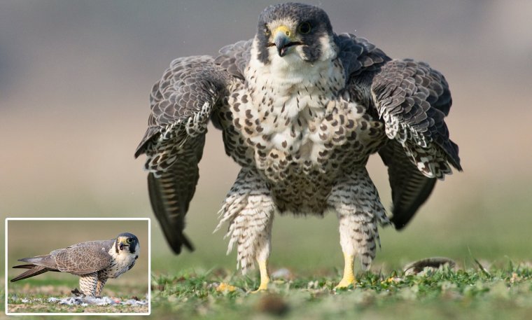 Сапсан Забайкалья