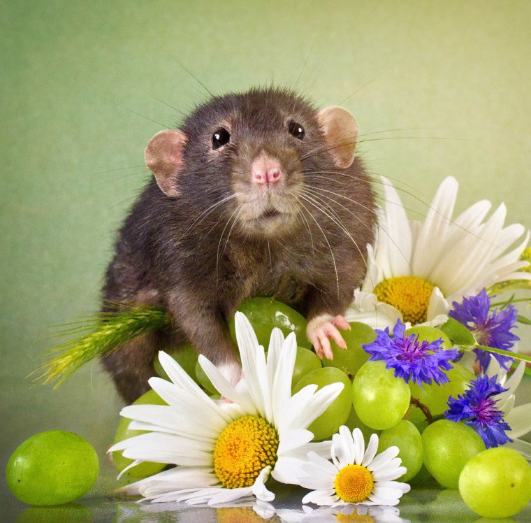 Красивые крысы