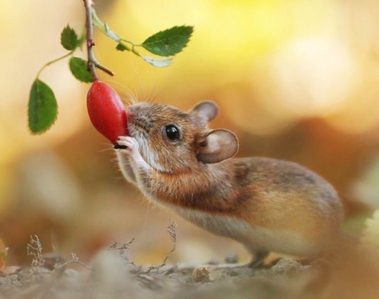 Мышонок на ветке