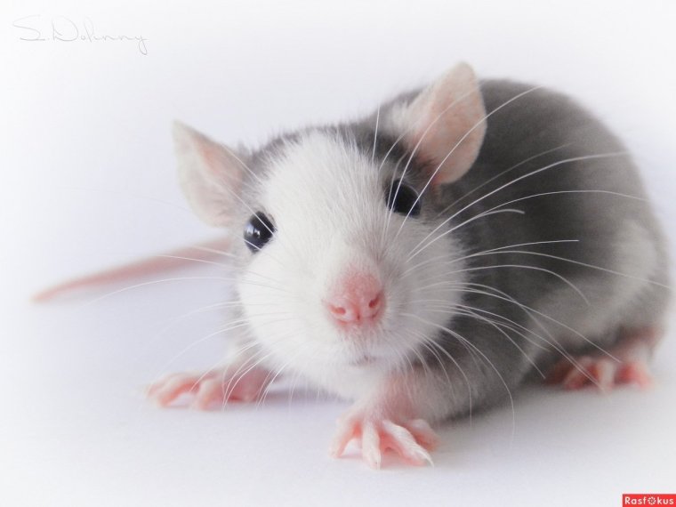 Крыса серо белая