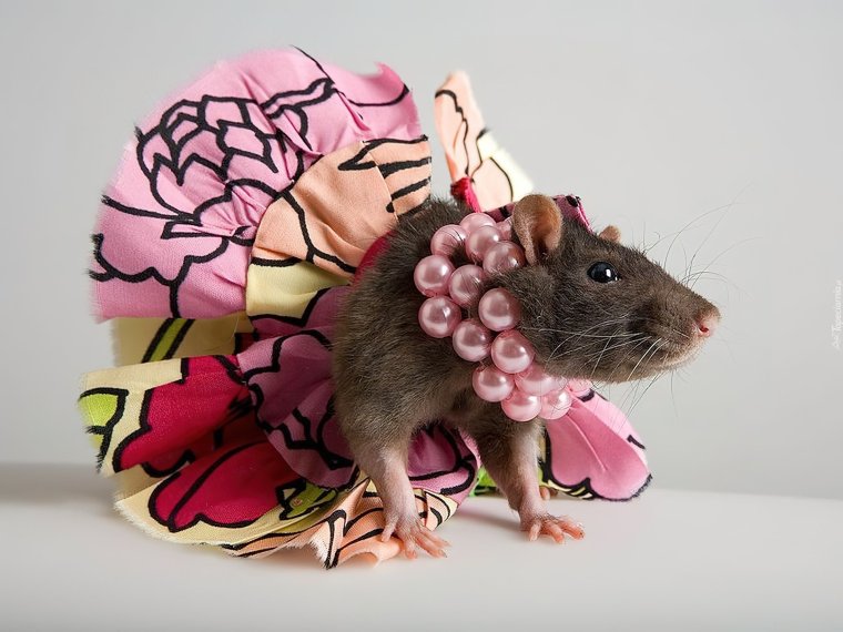 Модная крыса