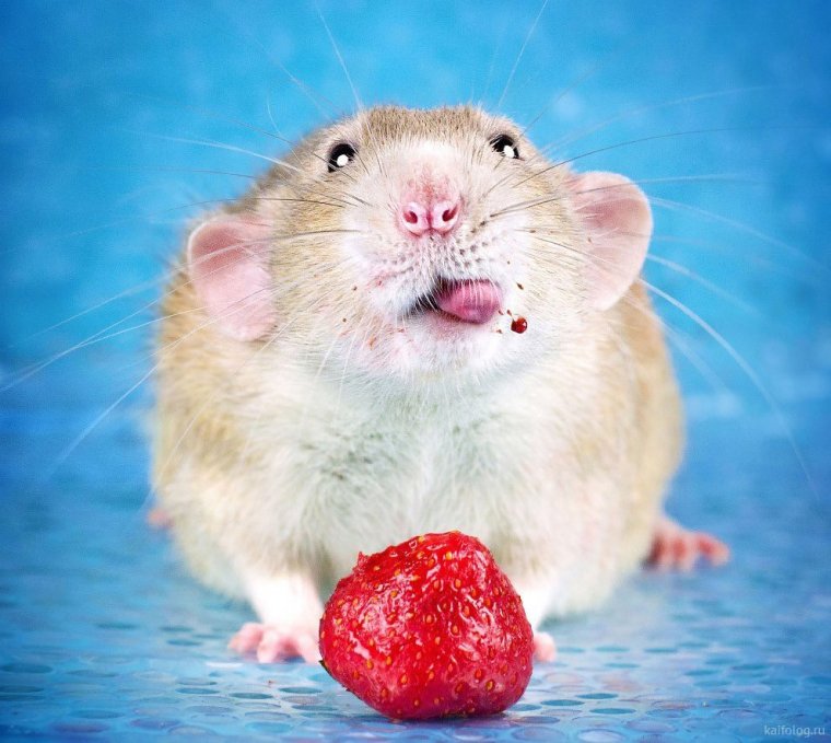 Крысы домашние