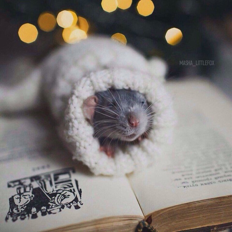 Милые крыски Эстетика