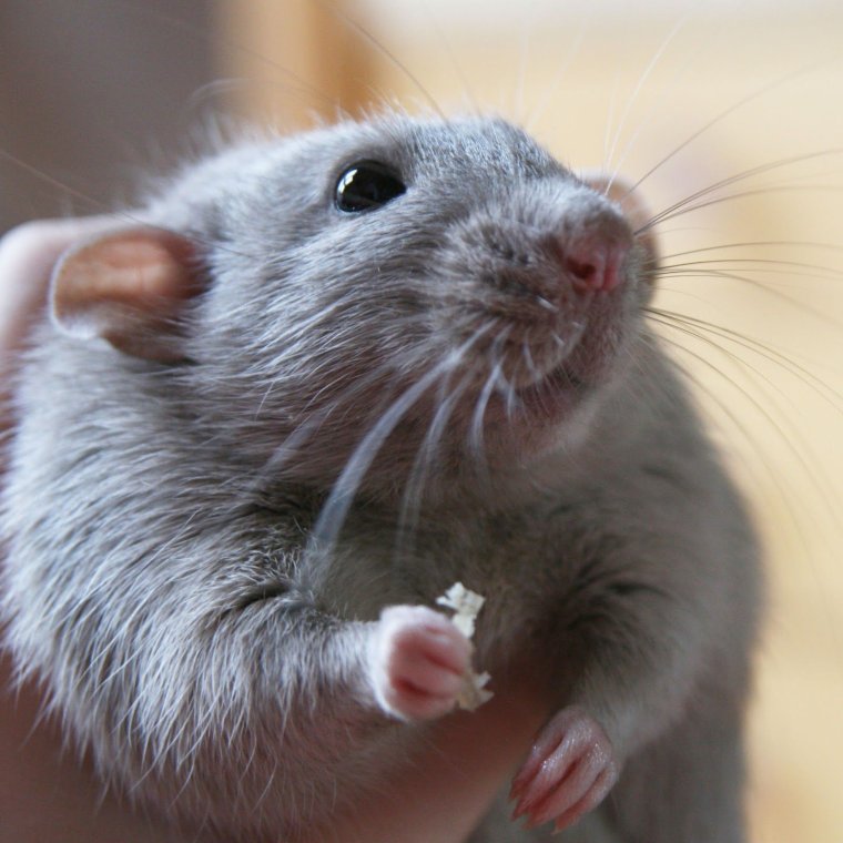 Крыса Пасюк