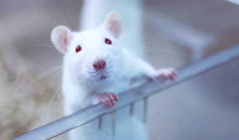Белая лабораторная крыса