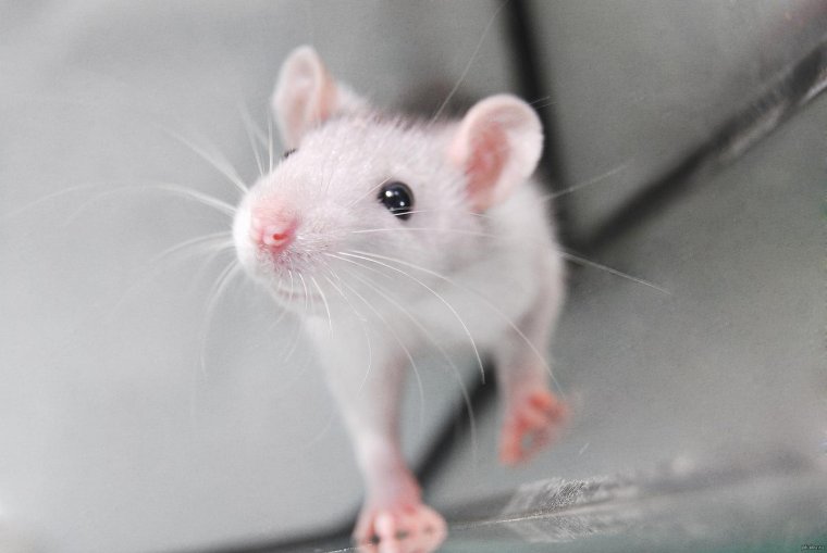 Крыса Дамбо белая с красными глазами